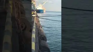 Дельфины в Черном море возле пристани Новороссийска