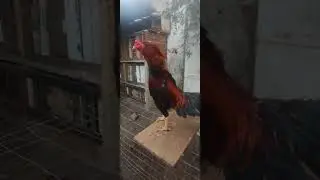 MEU XODO