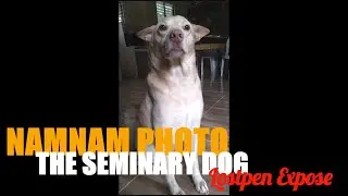HOW DOG REACTS  ON ITS PICTORIAL?