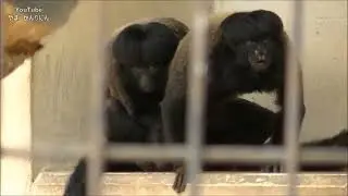 ヒゲサキの交尾（髪型がおもしろいサル）  東山動物園 (Спаривание бородатого саки (обезьяны с интересной прической) Хигасияма)