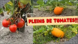 PLEINS DE TOMATES !! (Tour du potager)