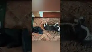 Почему мой кот похож на сапоги? #shorts #cat