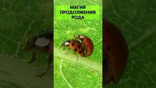 Магия продолжения рода.The magic of procreation.