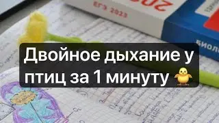 ДВОЙНОЕ ДЫХАНИЕ ПТИЦ ЗА 1 МИНУТУ🐥