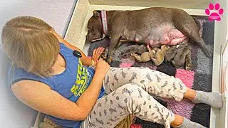 Самые долгожданные щенки! Дети Сильвера и правнуки Блэйда! Открываем резервирование!