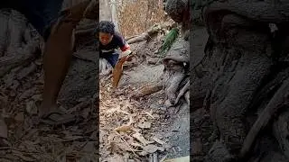 Many birds and Turtles met in forest