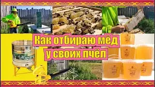 Как отбираю мёд у своих пчёл