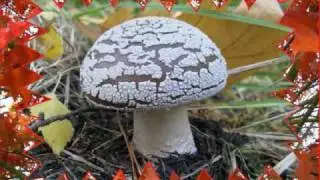 Paddestoelen