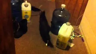 Cat spots a bug