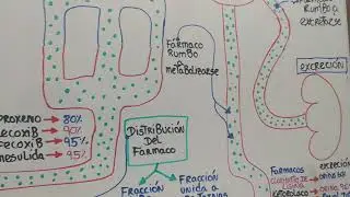 parte final de la farmacocinética de los     AINES