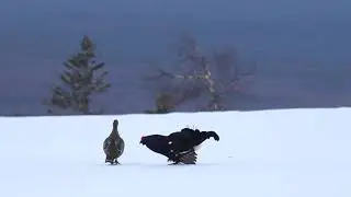 Басеги