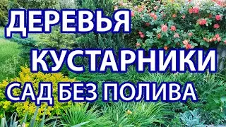 Деревья и кустарники для сухих солнечных участков. Создаем сад с минимальным уходом.Часть1.