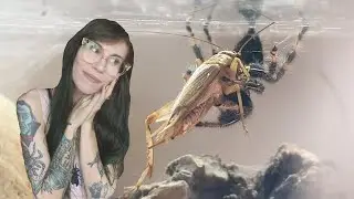 Cutest Predators Ever!.. My JUMPING SPIDERS Feeding & Updates