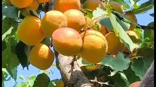 Абрикос Мемфіс. Apricot Memfis.