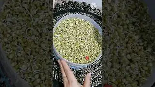 Sprouts Maker Complete Reviews #youtubeshorts #shorts #trending #viral #viral #sprout #sprouts