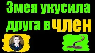 Анекдот  как змея укусила друга в член