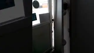 Хаски пришел в зоомагазин. Сам открывает дверь!