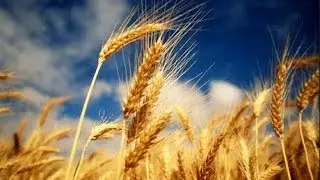American Ag Marketing - Closing Market Comments - 10-18-2013