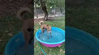 German Shepherd enjoying the water-hose in Miami