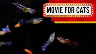 Cat Games - Fish in dark water (Video for Cats to watch)