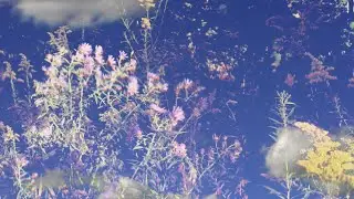 Pichuscute - Lilac
