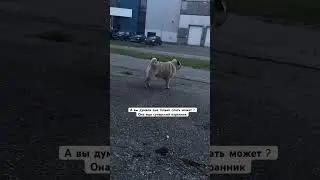 Вечерняя прогулка #собака #шифа #pug #мопсы #мопс