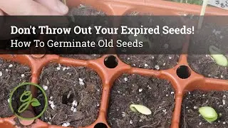 Don't Throw Out Your Expired Seeds! / How to Germinate Old Seeds