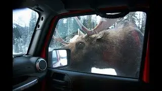 Лось на дороге