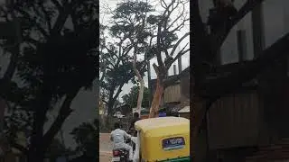 DANGEROUS ROADSIDE TREE CUTTING 😱