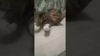 Почему 🐱пристально смотрит 💬👁