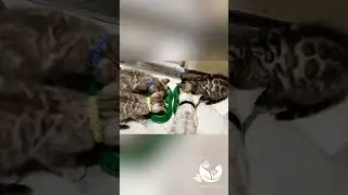 Kitty Land Бенгальские котята 