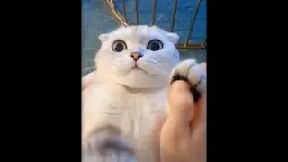 aby Animals 🔴 Funny Cats and Dogs Videos Compilation (2020)