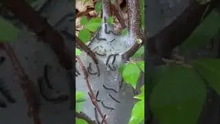 What is this? #wild #crazy #nature #outdoors #forest #hike #hiking #animals #explore #biology #bugs
