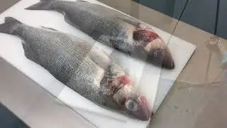 Чешуесъемная машина STEEN ST 521