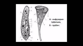 Простушки