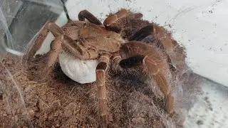 Разведение нового для СНГ вида паука птицееда. Hysterocrates laticeps