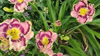 Цветение лилейников 2024.  #лилейники #daylilies #цветениелилейников2024 #лилейникивсаду