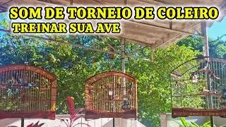 Som De Torneio Coleiro Para Treinar Sua Ave. #passaros #coleirosolto #aves #birds #passarinho