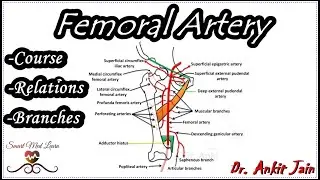 Femoral artery/ Anatomy - Origin, Course, Relations and Branches / Profunda femoris artery