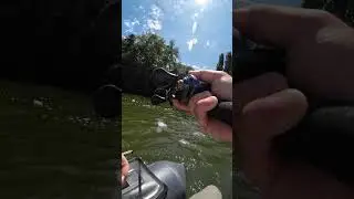 Le B-Switcher reste un cranckbait redoutable, même 2 ans après !