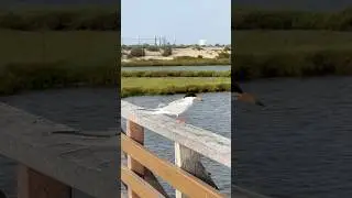#Birdwatching at Bolsa Chica Wetland #CoastalBirds