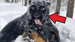 Walking with a dog in the forest, the girl met a PANTHER! What the cat did is AMAZING!