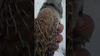 Спас куропатку.