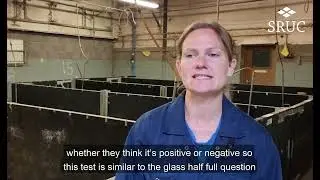 Introduction to judgement bias testing