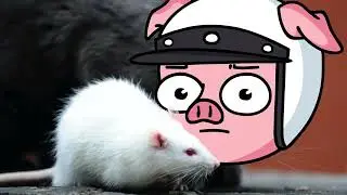 Why Nogla hates playing with Wildcat