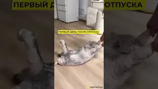 Как вообще работать то после отпуска? #работа #прикол #отпуск