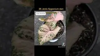 Syngonium Type - 35 Jenis dan Nama Syngonium | ezalingarden| rujukan semua