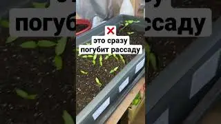 ❌ЭТО ПОГУБИТ РАССАДУ❌ 