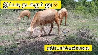இதே மாதிரி நடந்தால் கண்டிப்பாக பண்ணையை  நடத்தலாமா வேண்டாமா னு தெரியல 😟ங்க