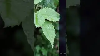 Rose leaves before and after #mobilephotography #mobile_editing #mobile_photography